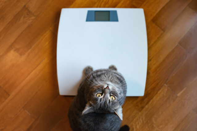 So hält die Katze ihr Wohlfühlgewicht Aufmacher